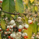 Euonymus fortunei 'Coloratus' P1A